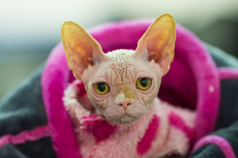 &quot;Зважений і пухнастий&quot;: кот Кекс выиграл битву гигантов на выставке в Киеве